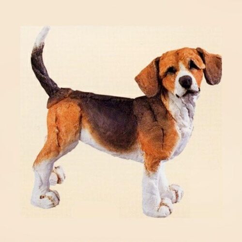 Beagle by A Breed Apart