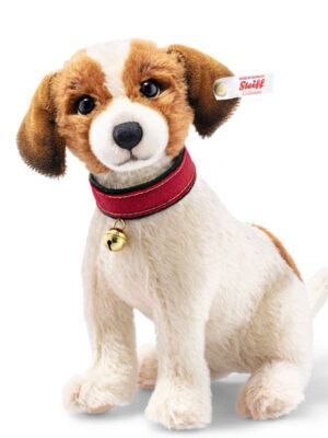 Matty Jack Russell Terrier Dog