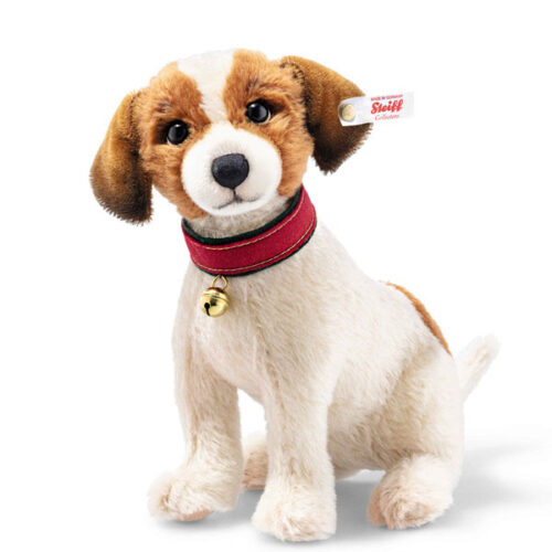 Matty Jack Russell Terrier Dog
